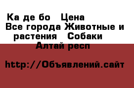 Ка де бо › Цена ­ 25 000 - Все города Животные и растения » Собаки   . Алтай респ.